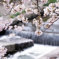 桜の枝と石積みの堰を流れる水の写真