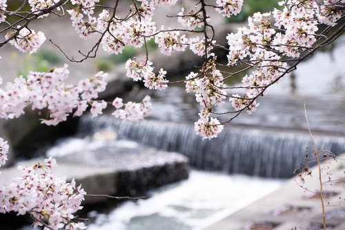 桜の枝と石積みの堰を流れる水