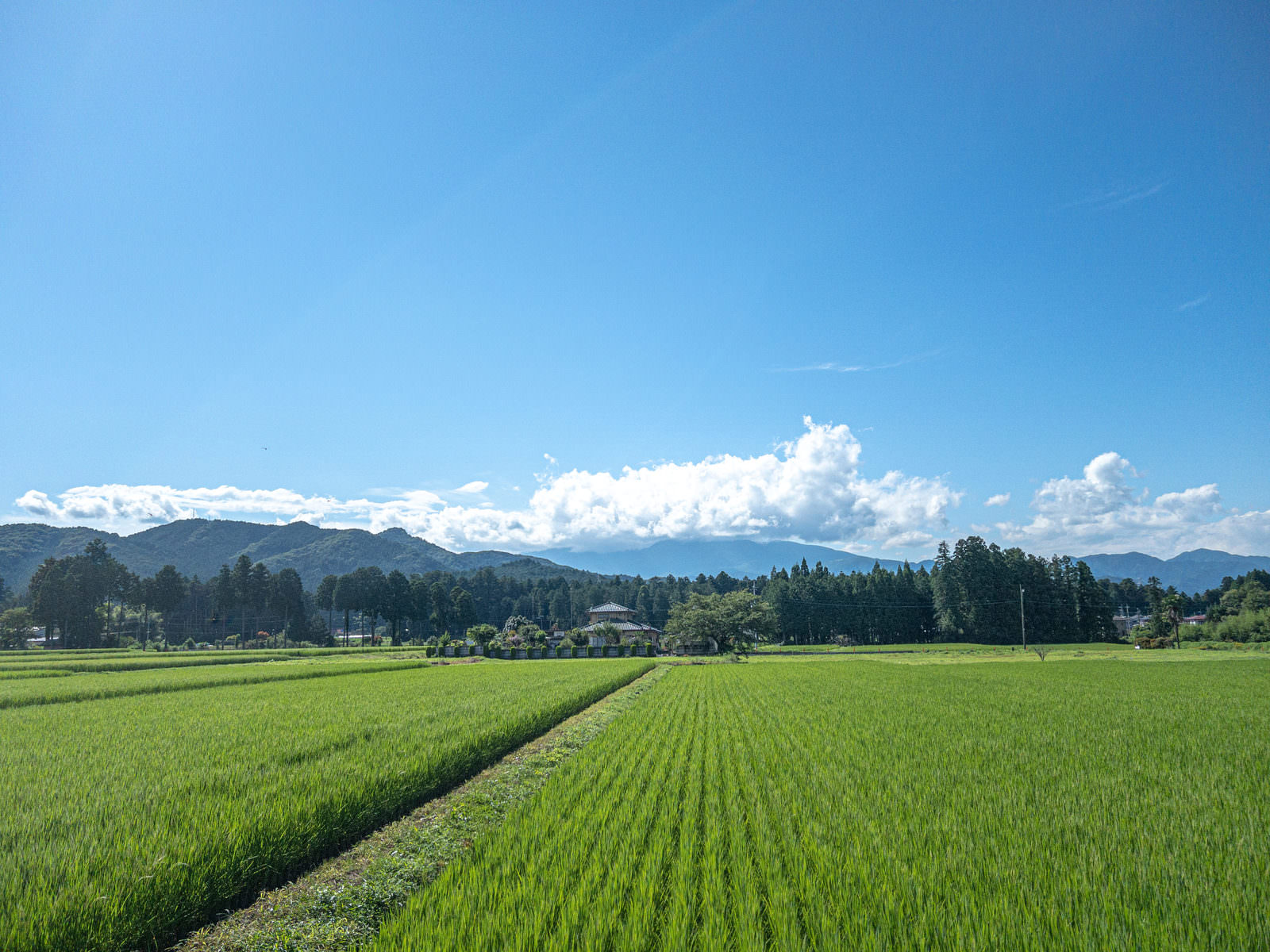 青い空の下に広がる田植え後の緑の田んぼと遠くの山々