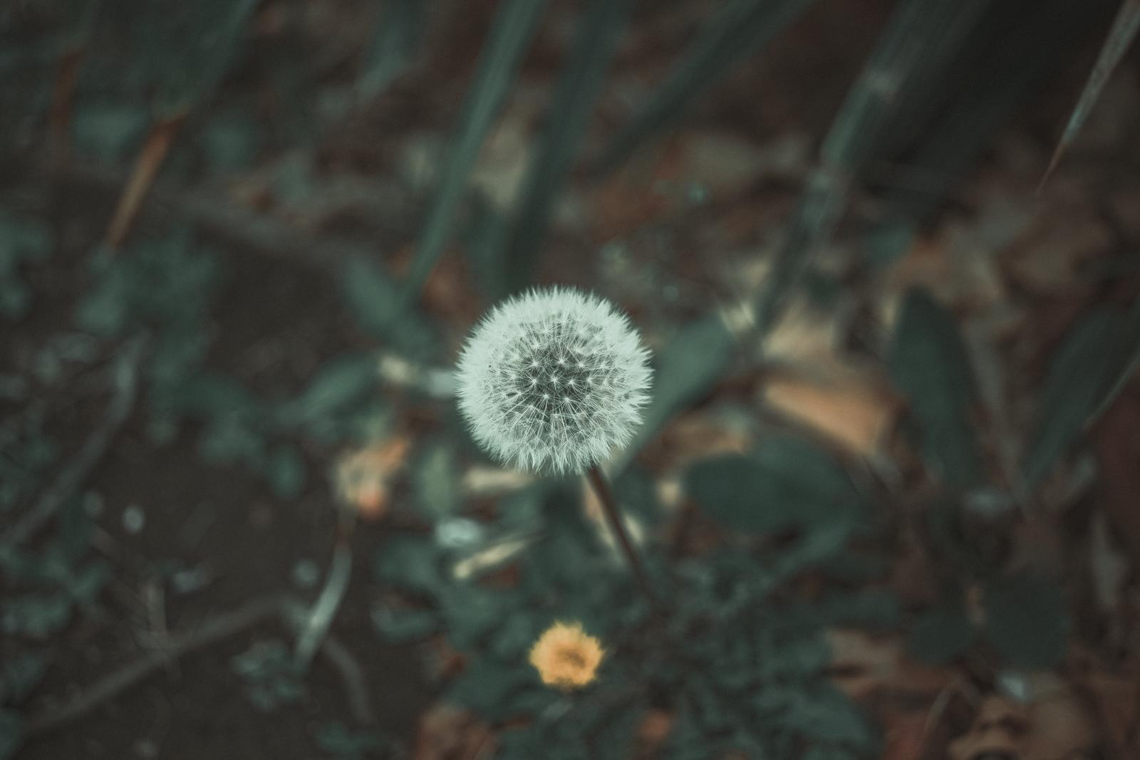 暗い色調の草むらに咲くたんぽぽの綿毛を接写した写真