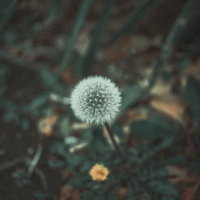 緑の草むらに咲くたんぽぽの綿毛の写真