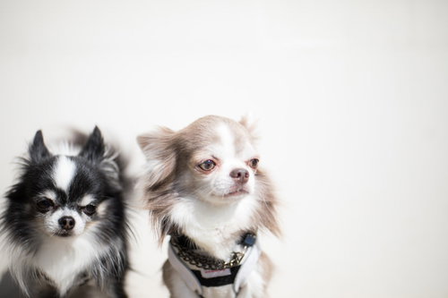 首輪をつけたチワワ2匹の散歩の準備と待ち姿勢