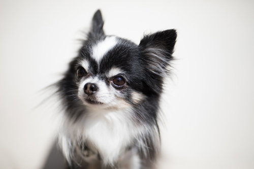 黒と白のツートンカラーのチワワの横顔ポートレート