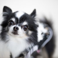 警戒する表情の白黒チワワの頭部アップ、立ち耳とロングコートの写真