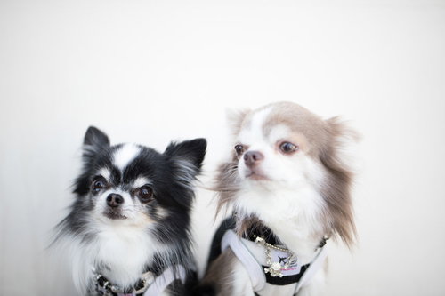 不安そうな表情で上を見つめるチワワ2匹の兄妹