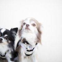 色の異なる古材が並ぶ木製の壁の写真