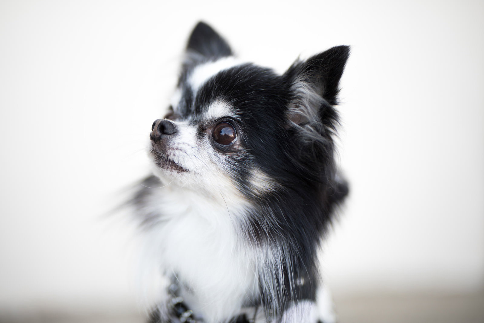 黒白のチワワが上を見上げる横顔