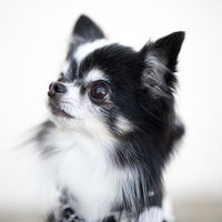 黒白のチワワが上を見つめた横顔の写真
