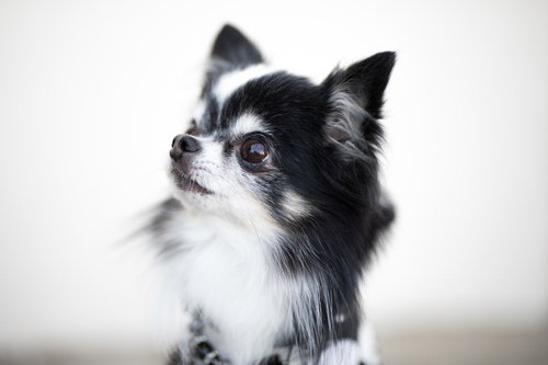 黒白のチワワが上を見つめた横顔