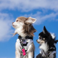 フリスビーを前に静観する2匹のチワワが座る屋外の風景の写真