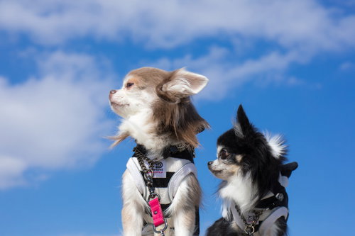 フリスビーを前に静観する2匹のチワワが座る屋外の風景