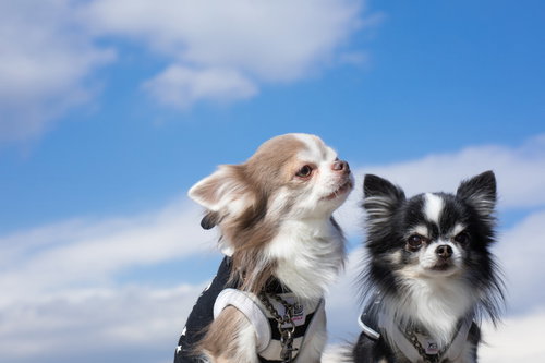 青空の下で散歩するチワワ2匹、ハーネス姿で並んで歩く