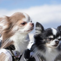 雪の中で並ぶチワワ2匹の冬景色、茶白と黒白の可愛い双頭身の写真