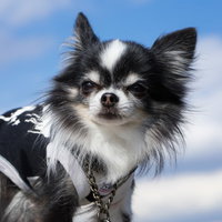 ハーネスを装着したチワワが振り返る可愛い顔の写真