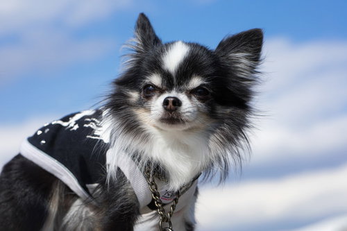 ハーネスを装着したチワワが振り返る可愛い顔
