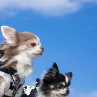 青空を背景にしたチワワのポートレート、ハーネス姿の3頭の犬たちの写真
