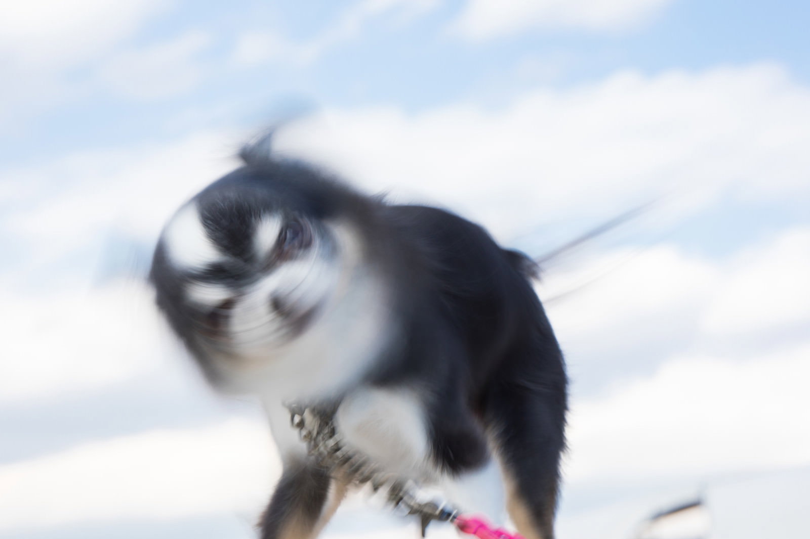 頭をブンブン振って被写体ブレしている白黒の犬を下から撮影した写真