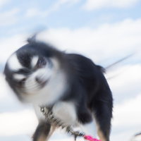 頭をブンブン振る犬ドリルの写真