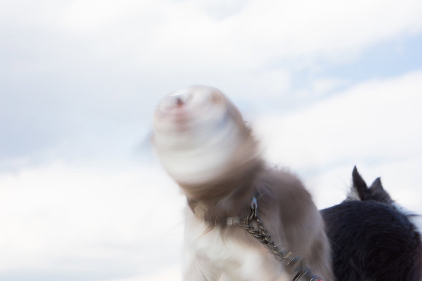 チェーンリードで上を向いて回転する白い小型犬