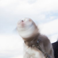 チェーンリード付きで上を向いて回転する犬ドリルをする小型犬の写真