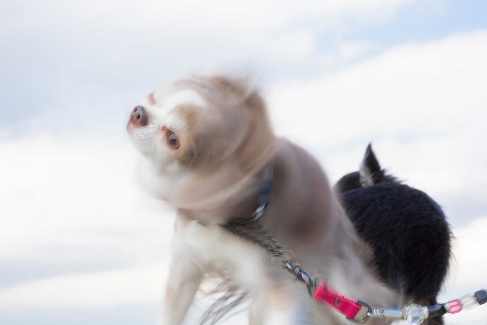 屋外でリードを引きながら上を向く白い小型犬