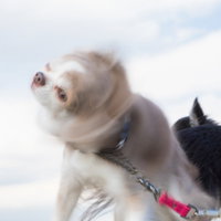 白黒チワワが屋外で仲良く並ぶ犬ドリル写真の写真