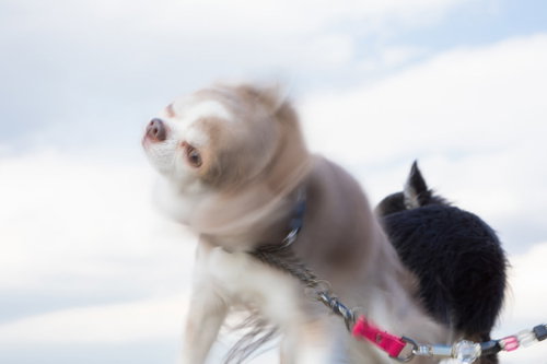 白黒チワワが屋外で仲良く並ぶ犬ドリル写真