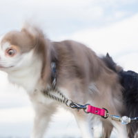 屋外で空を見上げるチワワの可愛らしい表情の写真