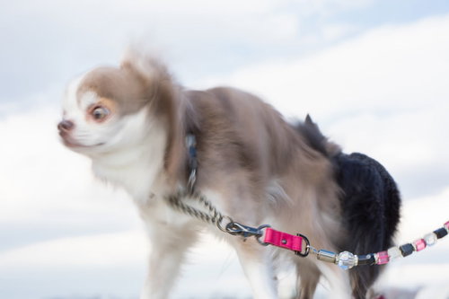 屋外で空を見上げるチワワの可愛らしい表情