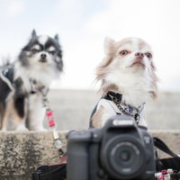 犬の撮影会で捉えたチワワ2匹の一眼レフポートレートの写真