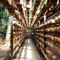 天井にはわせた緑の植物が特徴の氷川神社の絵馬掛け通路の写真