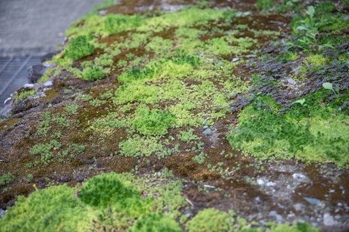 石に密集して生える緑の苔、小さな世界