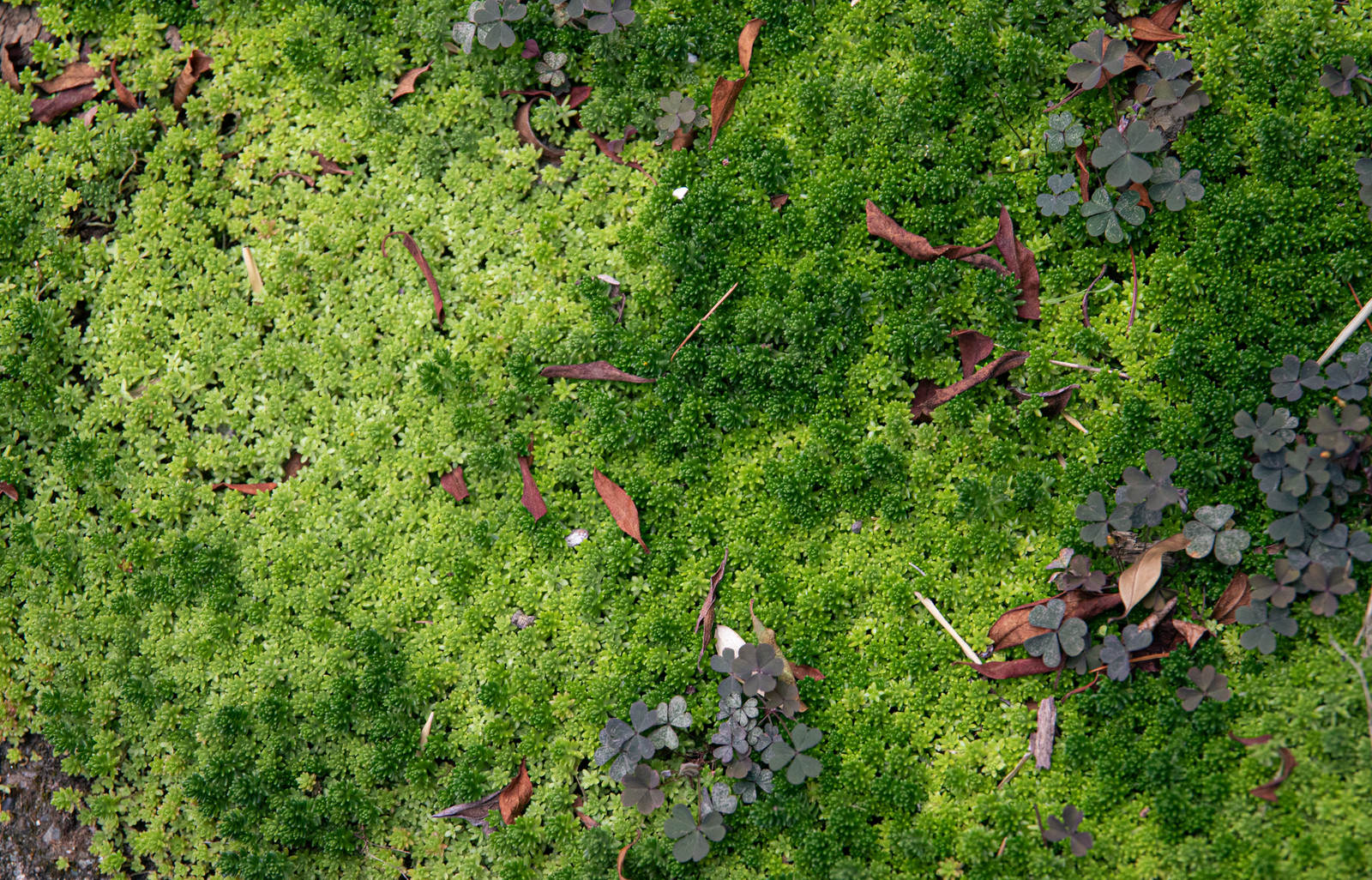 緑の苔の上に茶色や赤茶色の落ち葉が散らばるテクスチャー