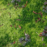 地面を覆う小さいモコモコの苔と落ち葉のテクスチャーの写真