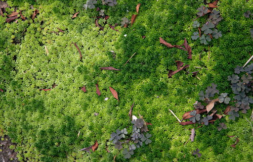 地面を覆う小さいモコモコの苔と落ち葉のテクスチャー