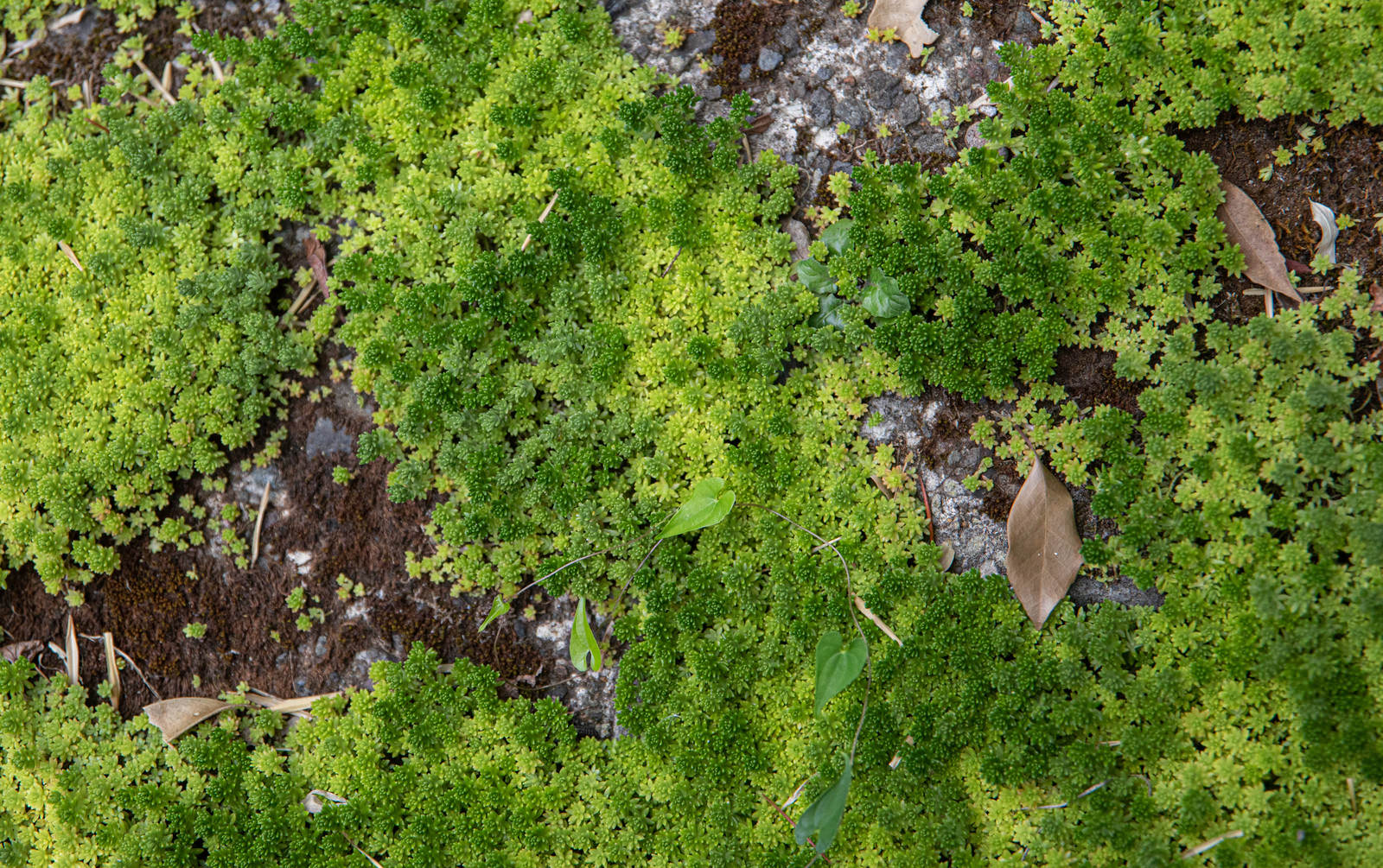 コンクリート表面に生えた鮮やかな緑色の苔のテクスチャー