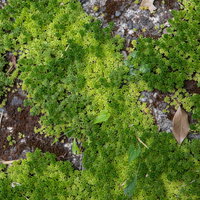 コンクリート上に敷かれた緑の苔とテクスチャーの写真