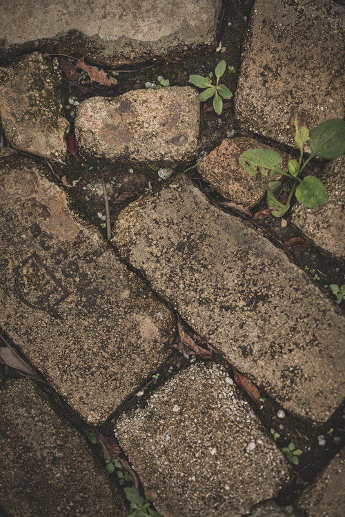 間に雑草や苔が生えた古い石垣のテクスチャー