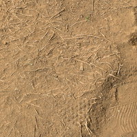 根が残る乾燥した土の地面テクスチャーの写真