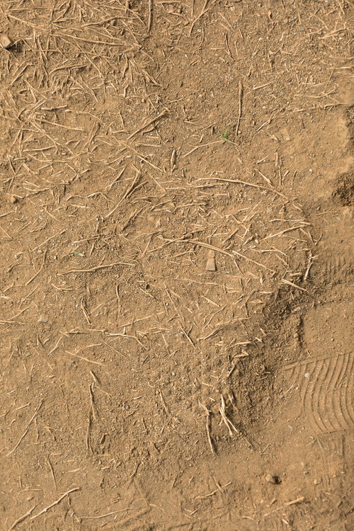 根が残る乾燥した土の地面テクスチャー
