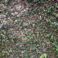 蔦が貼りめぐる壁のテクスチャーの写真