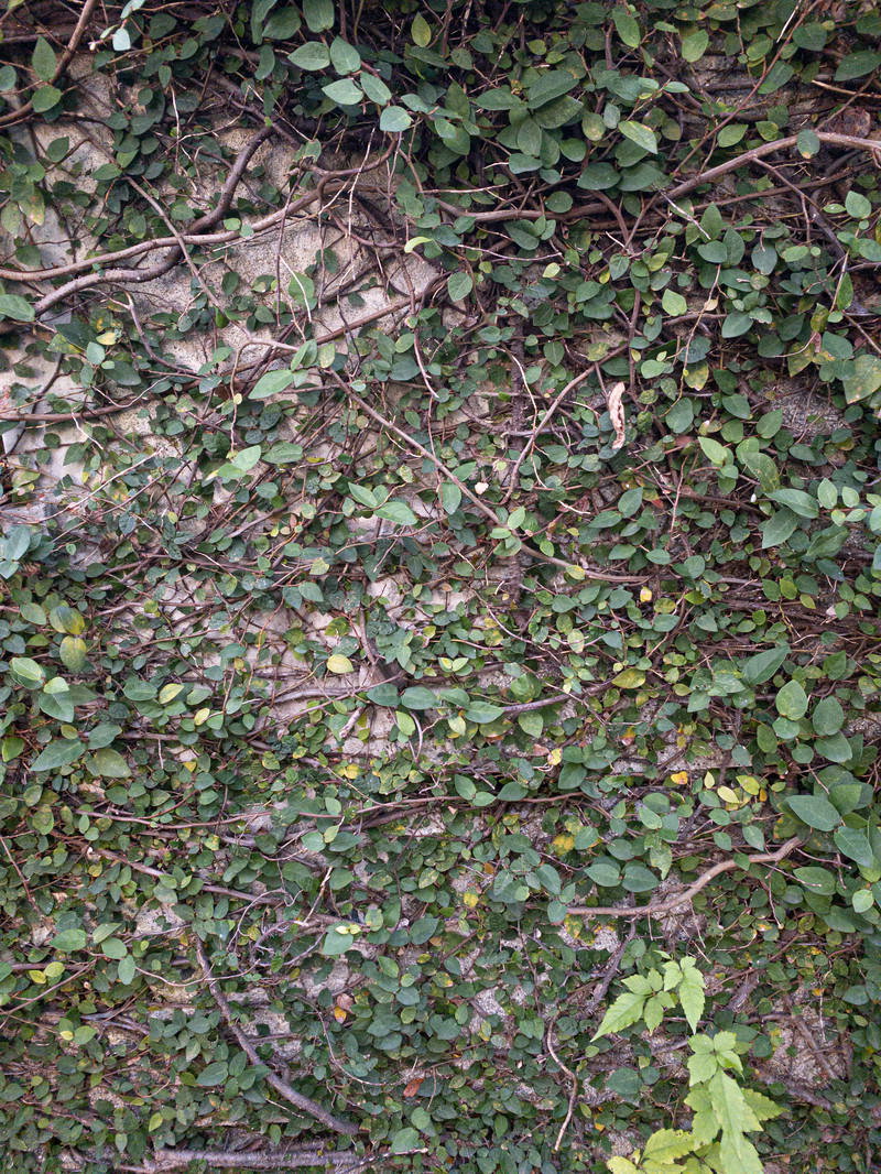 緑色の蔦が壁面全体を覆っているテクスチャー