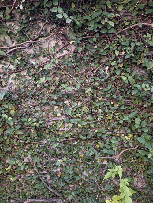 蔦が貼りめぐる壁のテクスチャー