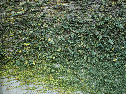 蔦が壁全面を覆うグラデーション状のテクスチャー