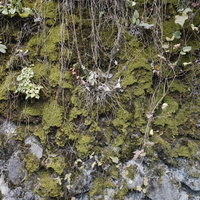 苔生した石垣のテクスチャーの写真