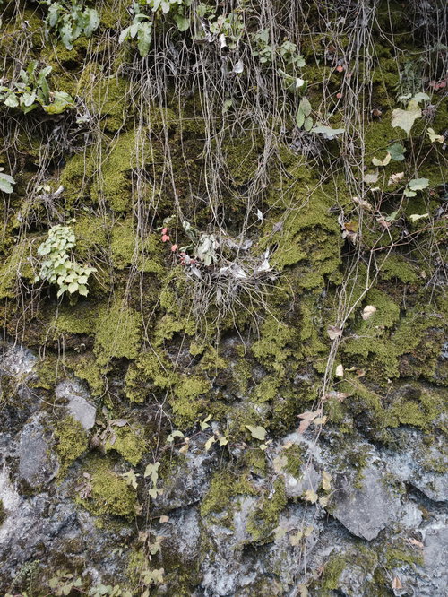 苔生した石垣のテクスチャー