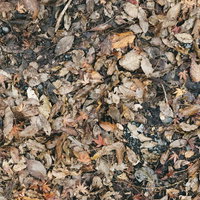 湿った地面に敷き詰められた落ち葉のテクスチャーの写真