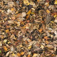 落葉に混じる鮮やかな紅葉のテクスチャーの写真
