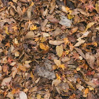 足元の落葉と枯れ葉の写真