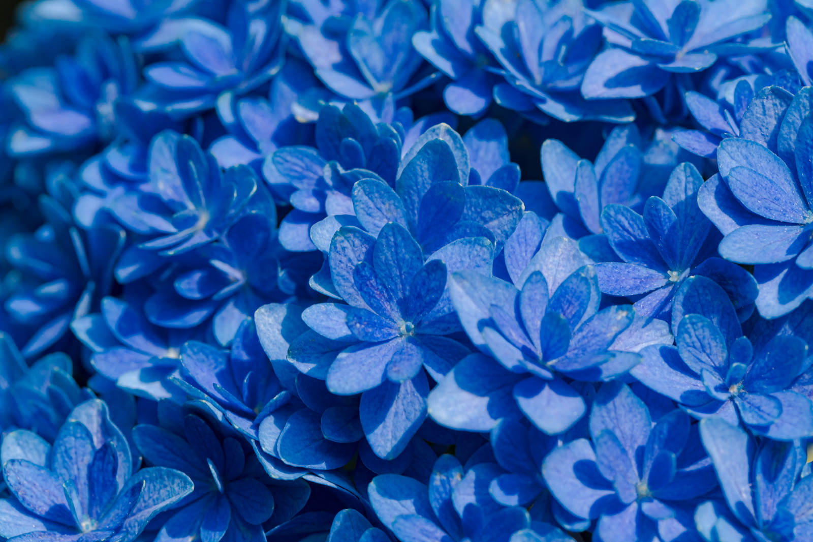 青い紫陽花の花が密集して咲いている写真